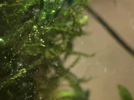 Green filament algae is getting me down.