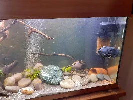 From 0 to 60, fancy goldfish to hillstream loaches.
