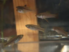 Orange fin livebearer (Priapichthys annectens)