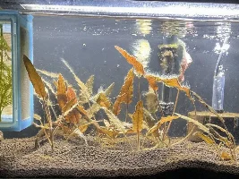 Introduction