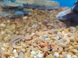 Are these otocinclus?