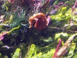 More pics from London Aquarium