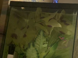 Tank too full? Brown Algae??