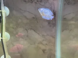 Gourami is it a male or female?