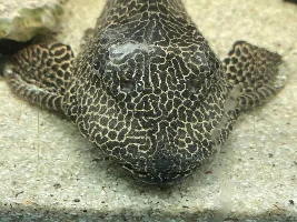 Pleco not eating