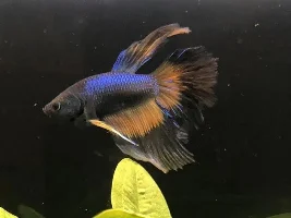 Is this fin rot?
