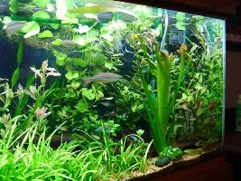 Photos of renovated planted tank
