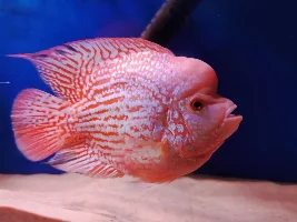 Flowerhorn X kkp for sale ( UK ) shropshire