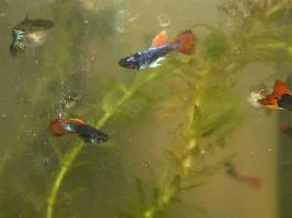 Is this fish golden(Japanese tiger)?