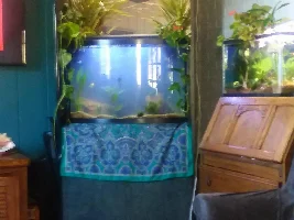 Bubble sponge filter in planted tank?