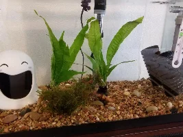 Swim bladder?