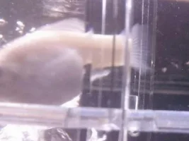Is This Fish Pregnant?