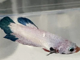 Tumor?