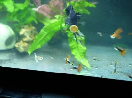 New Molly Colony! New adopted fish
