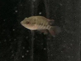 Flowerhorn cichlid identification