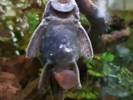 Bristlenose Ancistrus disease bag stomach