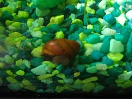 Brown nerite snail