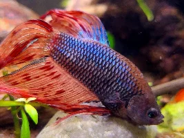Help Determining Sex of Betta