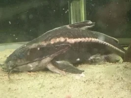 Oldest ever raphael (Stiped Dora) catfish ? 47 years old