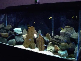 Rocks, Rocks, Rocks, (and a few mbuna)