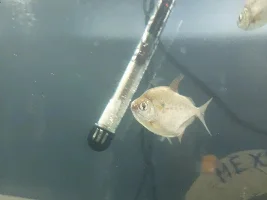 What is this?