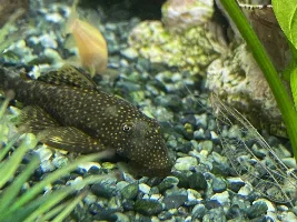 BN Plec has become blotchy.
