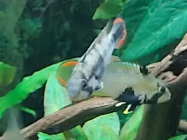 River stream 53g
