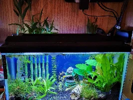My three tanks