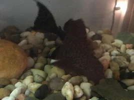 What kind of pleco do I have?!