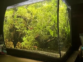 Fluval Flex 15 gallon build thread