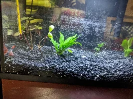 Betta Acting Strange