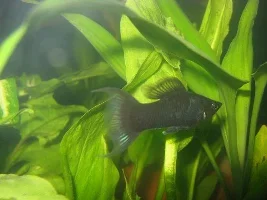 My Cube (Ish) Tank