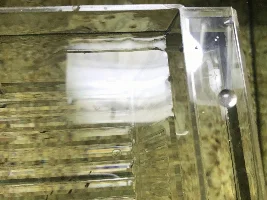 Help?! I have eggs in my tank
