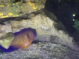 My fish have bubbles on them! HELP ASAP