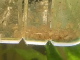 Eggs are going brownish, are they okay?
