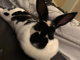 VOTE NOW - January 2024 Pet of the Month Contest