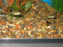 10g Tank Update and More