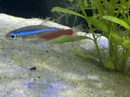 Neon Tetras Fighting