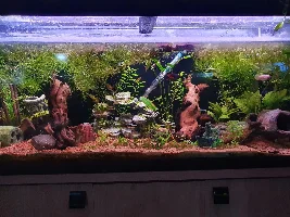 Show me your fishroom