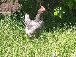 I am getting baby chickens!