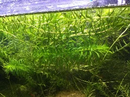 Post antiparasitic tx for roundworm, Betta not doing well