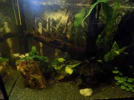 29.5 Gallon fish tank - Amazonian inspired