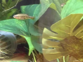 Xenotoca doidrioi in quarantine