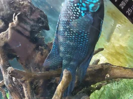 Help me sex these fish