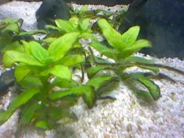 Algae algae go away come again.....never please.