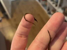 Plant turned brown & slimy