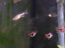 Lump on leopard danio tail