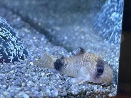 What’s wrong with my Panda Corydoras:(