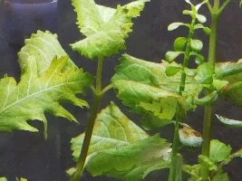 Plants turning brown in new planted tank