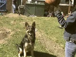 a few pics of my puppies outside